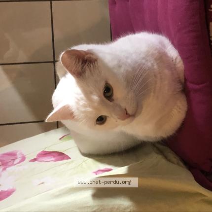 Photo 1/1 Princesse Chat perdu à Bruxelles