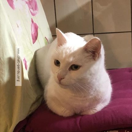 Photo 1/1 Princesse Chat perdu à Bruxelles