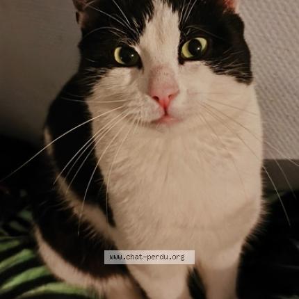 Photo 1/1 Siméon Chat perdu à Orthez