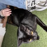 Photo de chat trouvé à Antibes