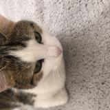 Photo de chat perdu à Clichy Sous Bois