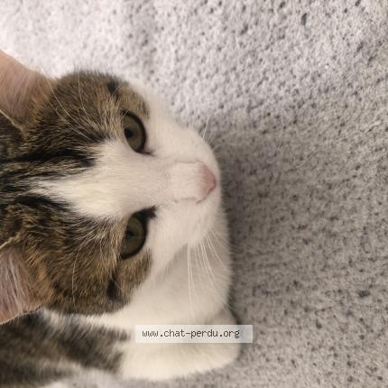 Photo 1/2 Minoucha Chat perdu à Clichy sous bois