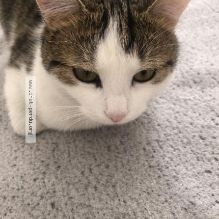 Photo 1/2 Minoucha Chat perdu à Clichy Sous Bois