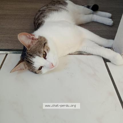 Photo 2/2 Minoucha Chat perdu à Clichy Sous Bois
