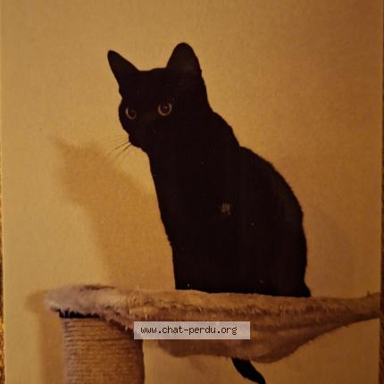 Photo 1/1 Bobby Chat perdu à Semsales