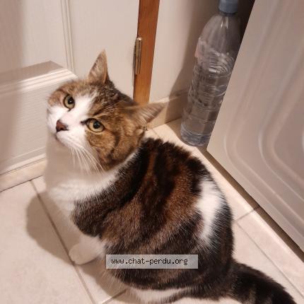 Photo 2/5 Chat retrouvé Trouvé à Clery saint andre