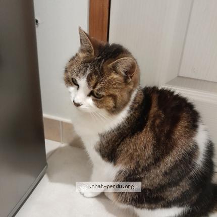 Photo 5/5 Chat retrouvé Trouvé à Clery saint andre