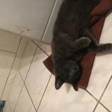 Photo de chat perdu à Bonny Sur Loire