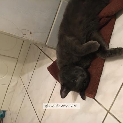 Photo 1/1 Apollo Chat perdu à Bonny sur loire