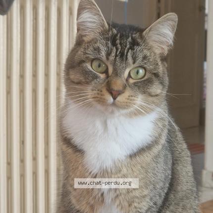 Photo 1/1 Gigi Chat perdu à Brest