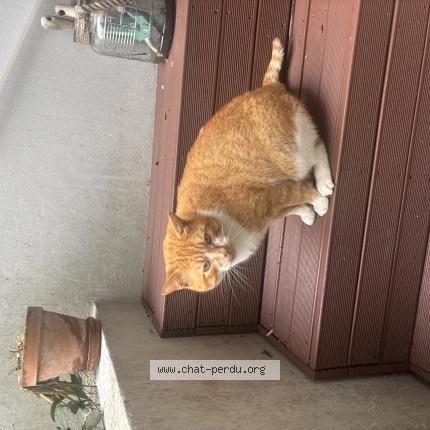 Photo 1/1 Chat trouvé Trouvé à Sotteville les rouen