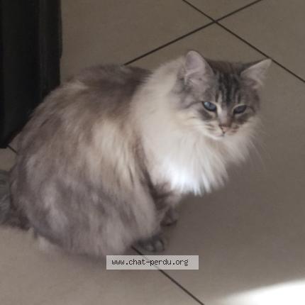 Photo 1/1 Mous Chat perdu à Chamalieres