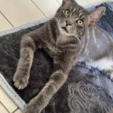 Photo de chat perdu à Montoire Sur Le Loir