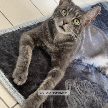 Photo 1/1 RÉGLISSE Chat perdu à Montoire sur le loir