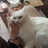 Photo de chat perdu à Bieujac