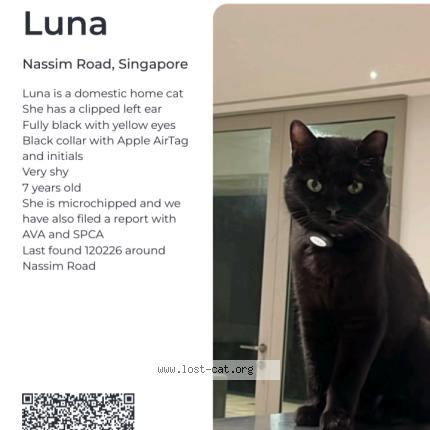 Photo 1/1 Luna Chat perdu à Singapore