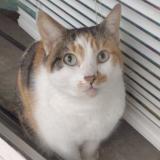 Photo de chat perdu à St Petersburg