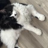 Photo de chat perdu à Temple