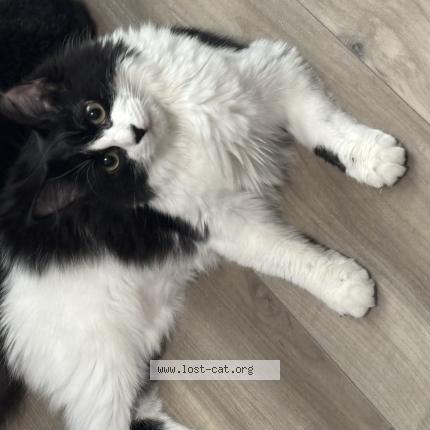 Photo 1/1 Gigi Chat perdu à Temple