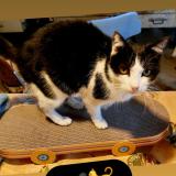 Photo de chat perdu à Nice