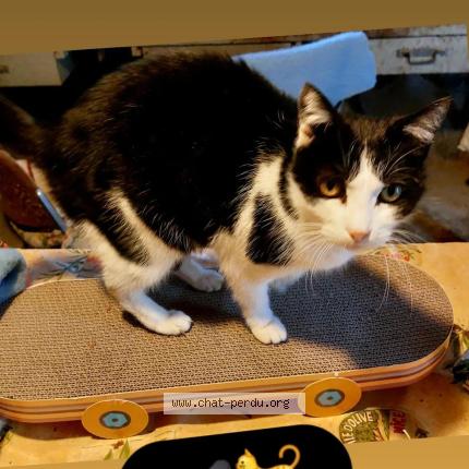 Photo 1/1 Fripon Chat perdu à Nice