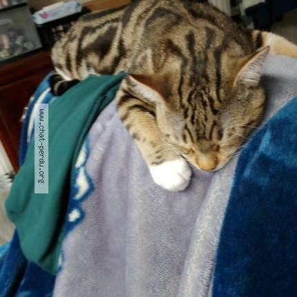 Photo 1/1 simba Chat perdu à Gatineau secteur buckingham