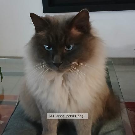 Photo 1/1 Chat retrouvé Perdu à Albi