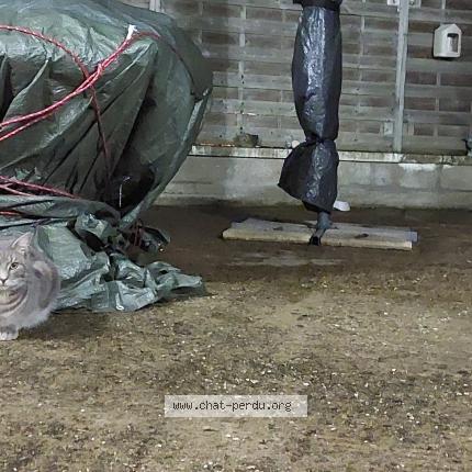 Photo 1/2 Chat trouvé Trouvé à Santenay