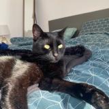 Photo de chat perdu à Martignas Sur Jalle