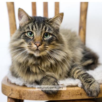 Photo 1/1 Wilson Chat perdu à Courseulles sur mer