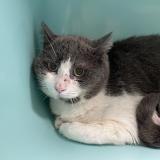 Photo de chat trouvé à Vendome