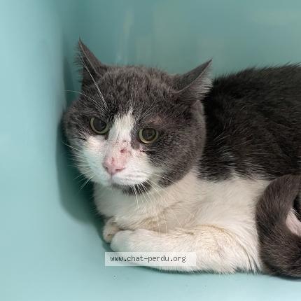 Photo 1/1 Chat trouvé Trouvé à Vendome