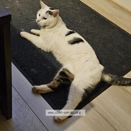 Photo 1/1 Chat retrouvé Perdu à Rosheim