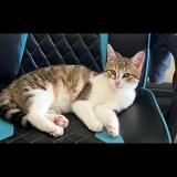 Photo de chat perdu à Mouzeuil Saint Martin