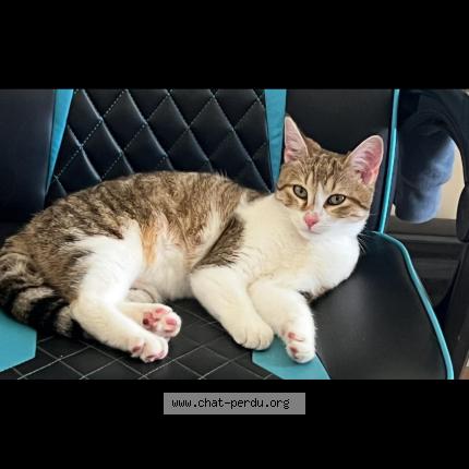 Photo 1/1 Apolo Chat perdu à Mouzeuil saint martin