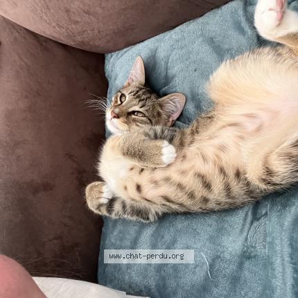 Photo 1/1 Neko Chat perdu à Croix
