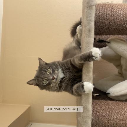 Photo 1/1 Chat retrouvé Perdu à Saint joseph