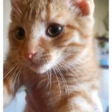 Photo de chat perdu à Moncton