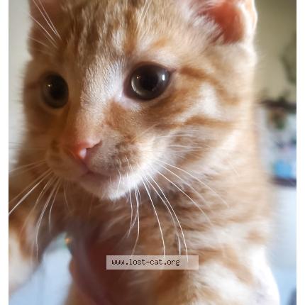 Photo 1/1 Gingy Chat perdu à Moncton