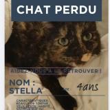 Photo de chat perdu à Ancerviller