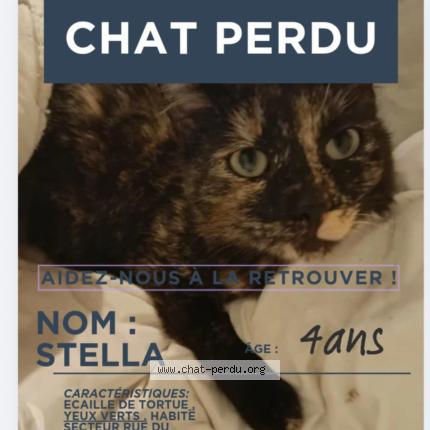 Photo 1/1 Stella Chat perdu à Ancerviller