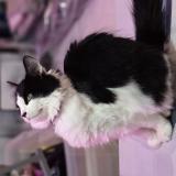 Photo de chat perdu à La Gorgue