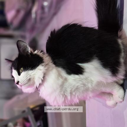 Photo 1/1 Karma Chat perdu à La Gorgue