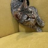 Photo de chat perdu à Montpellier