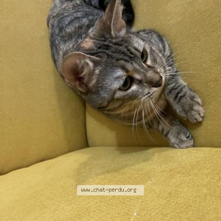 Photo 1/1 Pirouette Chat perdu à Montpellier