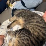 Photo de chat perdu à Maze Milon