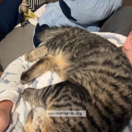 Photo 1/1 simba Chat perdu à Maze milon