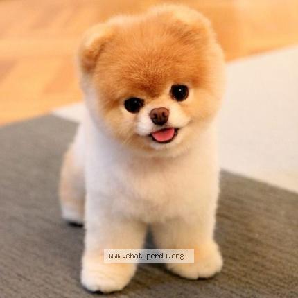 Photo 1/1 poki Chat perdu à Avranches