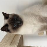 Photo de chat perdu à Pontlevoy