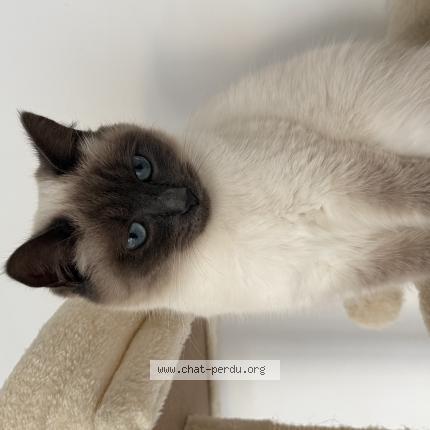 Photo 1/1 Ivy Chat perdu à Pontlevoy